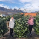 Normandská jedľa (Abies Nordmanniana) výška: 180-200 cm, rezaná 1. TRIEDA